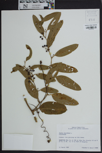 Smilax laurifolia image