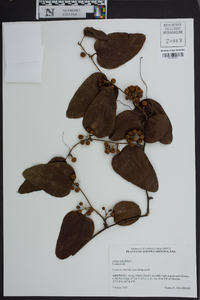 Smilax laurifolia image