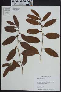 Smilax laurifolia image