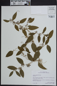 Smilax smallii image