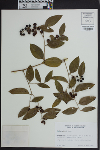 Smilax walteri image