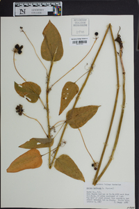 Smilax herbacea image