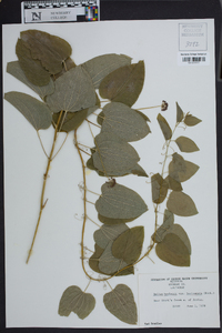 Smilax herbacea image