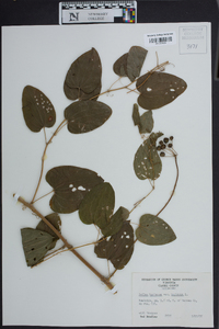 Smilax herbacea image