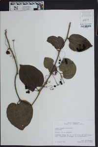 Smilax tamnoides image