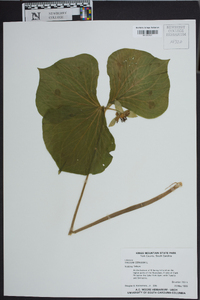 Trillium cernuum image