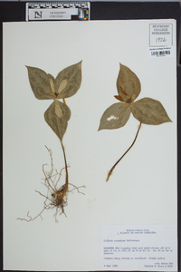 Trillium cuneatum image