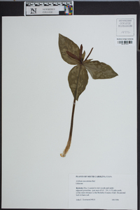 Trillium maculatum image