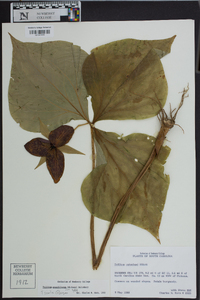 Trillium erectum image