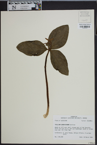 Trillium ludovicianum image