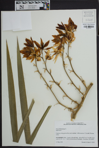 Yucca filamentosa image
