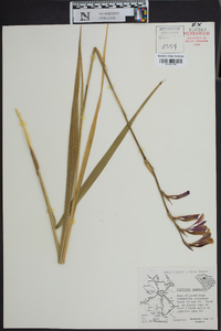 Gladiolus papilio image