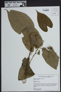 Dioscorea bulbifera image