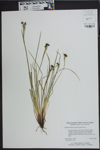 Sisyrinchium atlanticum image