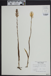 Platanthera cristata image