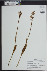 Platanthera lacera image