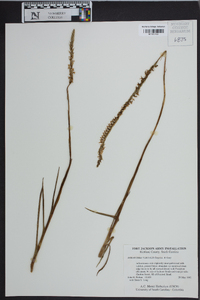 Spiranthes vernalis image