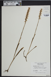 Spiranthes cernua image