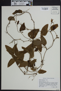 Smilax walteri image