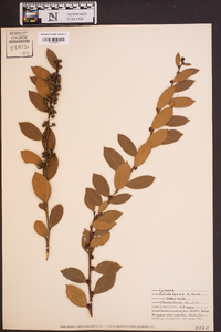 Lyonia lucida image