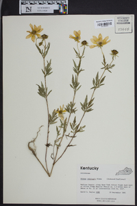 Bidens polylepis image