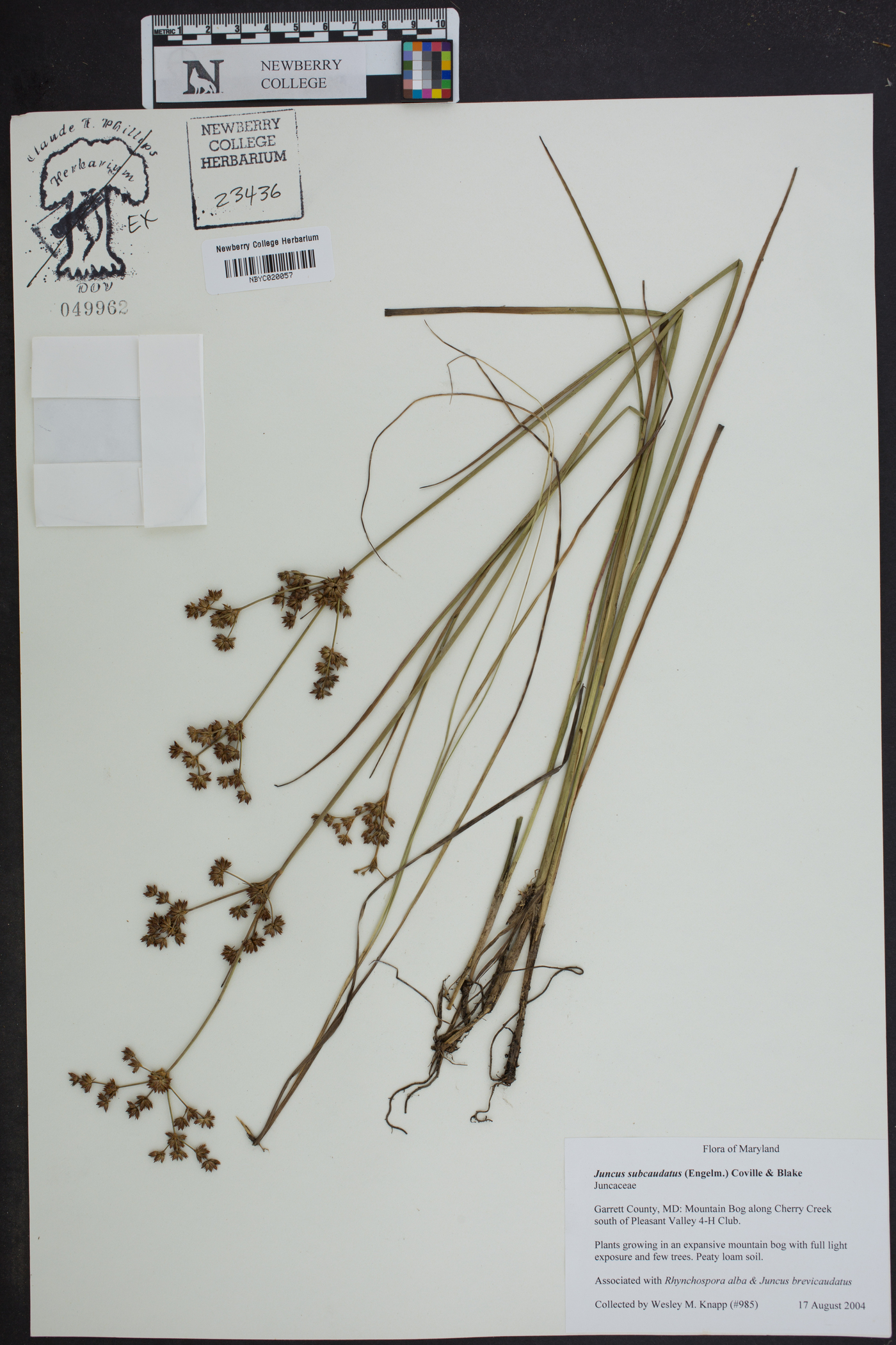 Juncus subcaudatus image