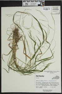 Festuca obtusa image