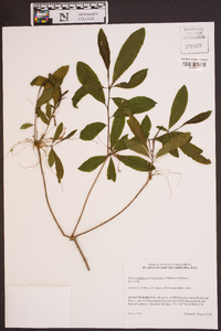 Rhododendron periclymenoides image