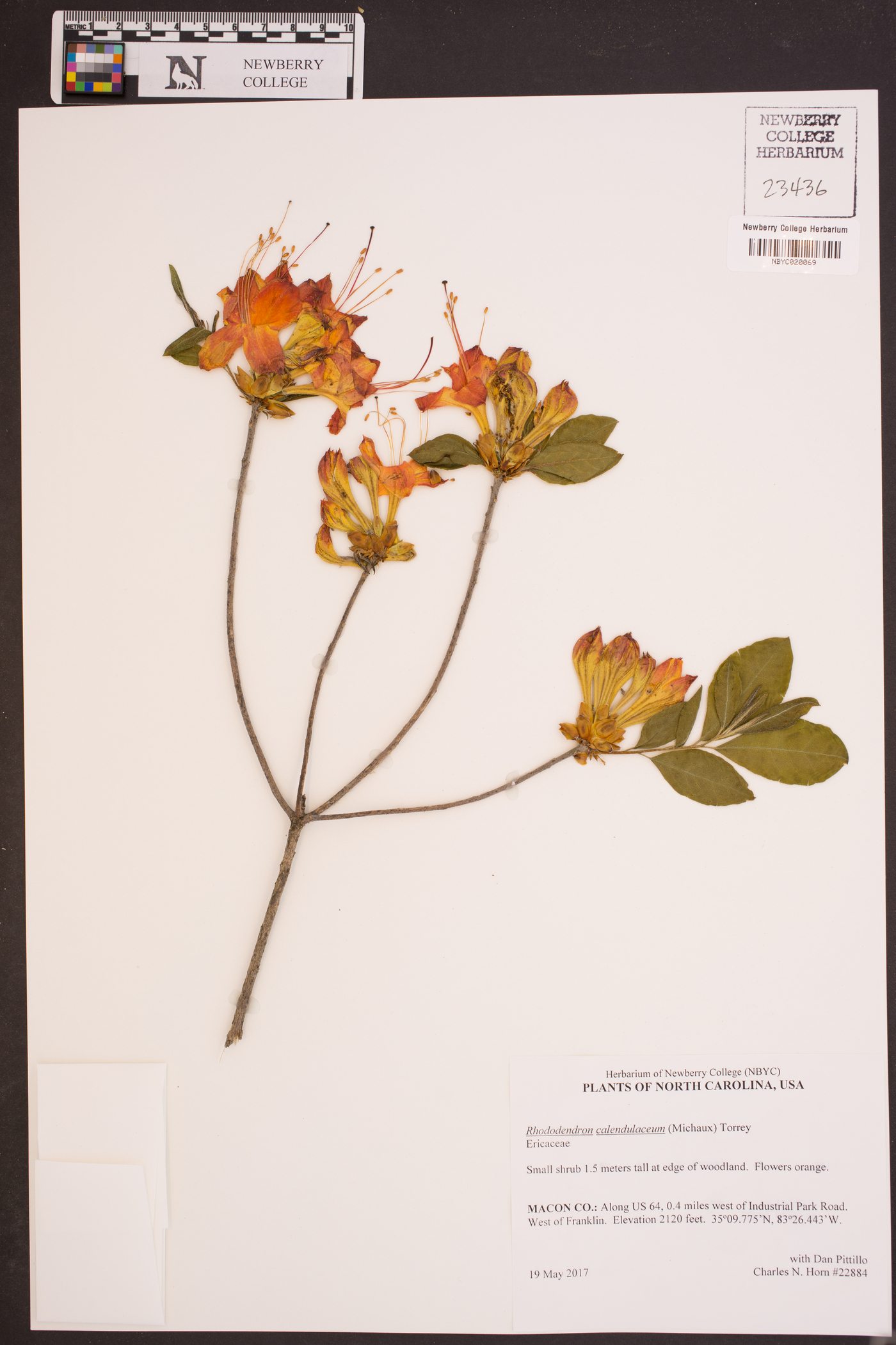 Rhododendron calendulaceum image