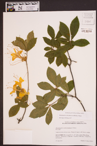 Rhododendron calendulaceum image