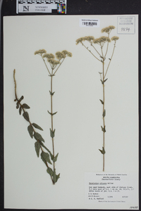 Eupatorium pilosum image