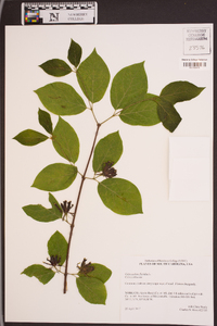 Calycanthus floridus image