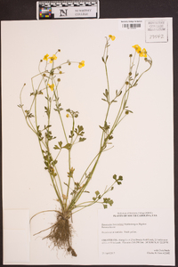 Ranunculus fascicularis image