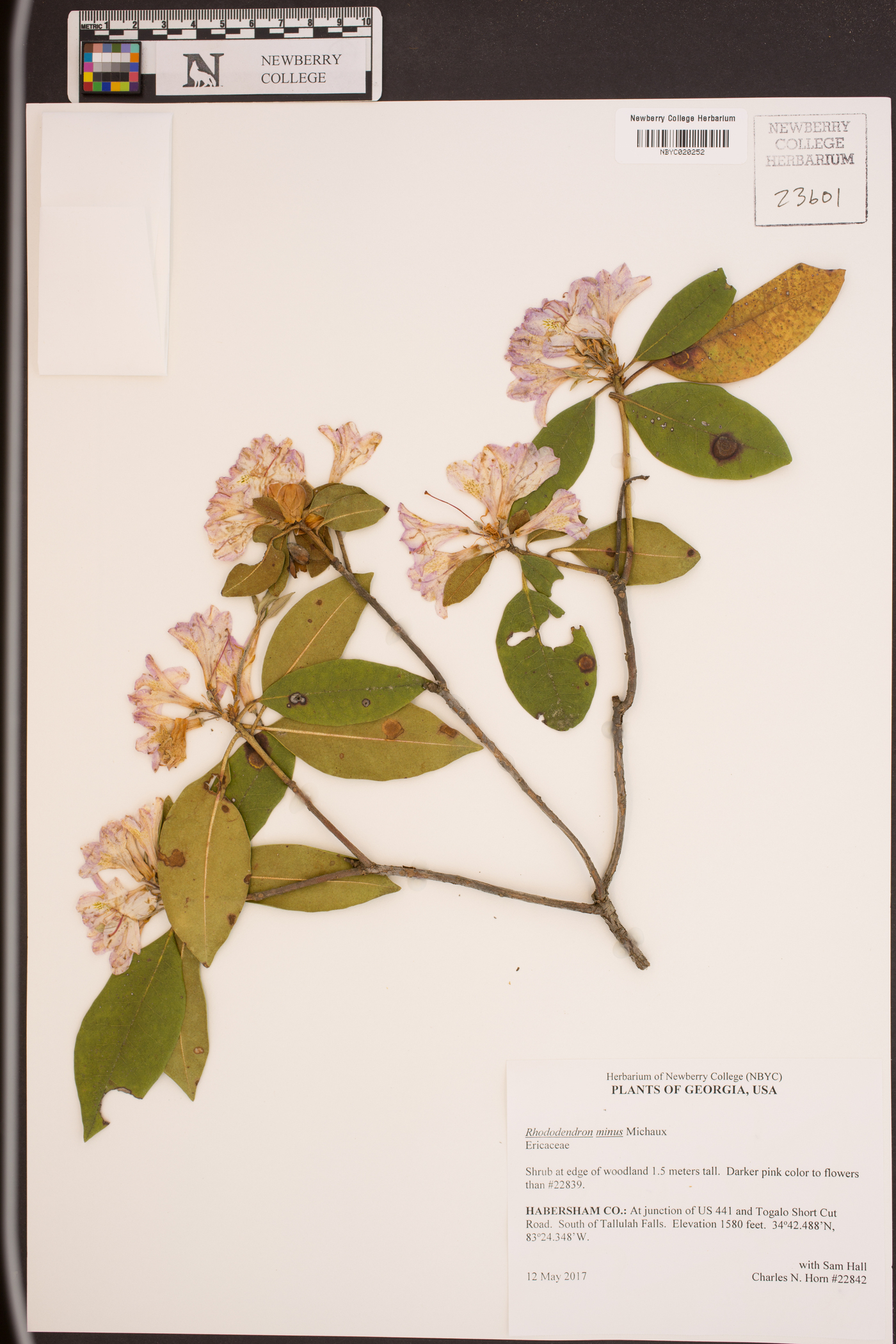 Rhododendron minus image