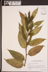 Leucothoe fontanesiana image