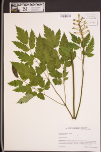 Actaea pachypoda image