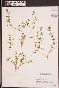 Lysimachia arvensis image