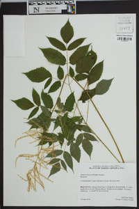 Aruncus dioicus image