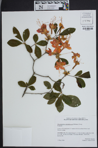 Rhododendron calendulaceum image