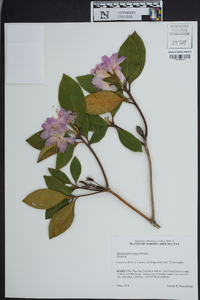 Rhododendron carolinianum image