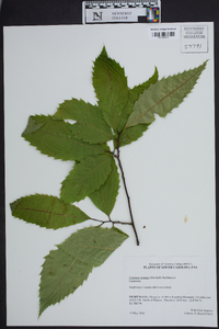 Castanea dentata image