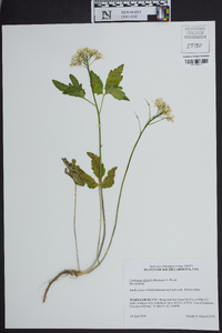 Cardamine diphylla image