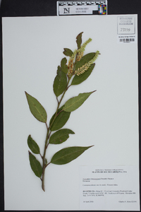 Leucothoe fontanesiana image