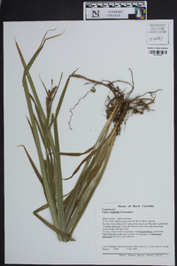 Carex scabrata image