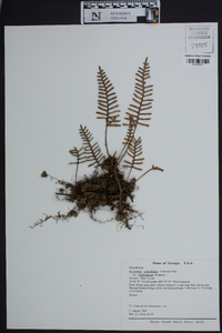 Pleopeltis polypodioides subsp. michauxiana image