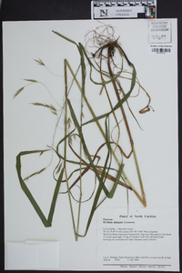 Bromus purgans image