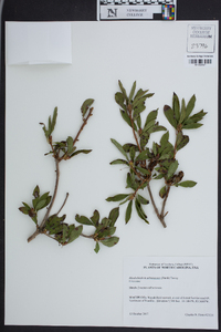 Rhododendron arborescens image