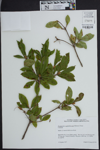 Rhododendron calendulaceum image