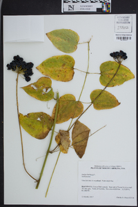 Smilax herbacea image