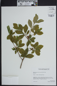 Rhododendron arborescens image